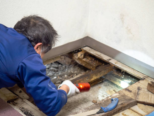 Best Office Mold Removal Services  in Pine Grove, CA