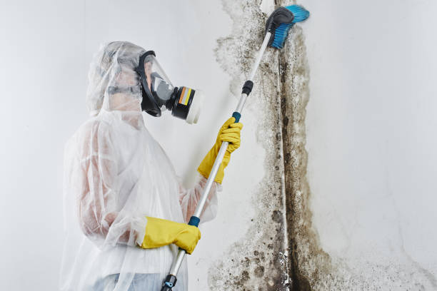 Best Crawl Space Mold Removal  in Pine Grove, CA