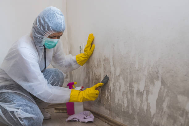 Best Office Mold Removal Services  in Pine Grove, CA