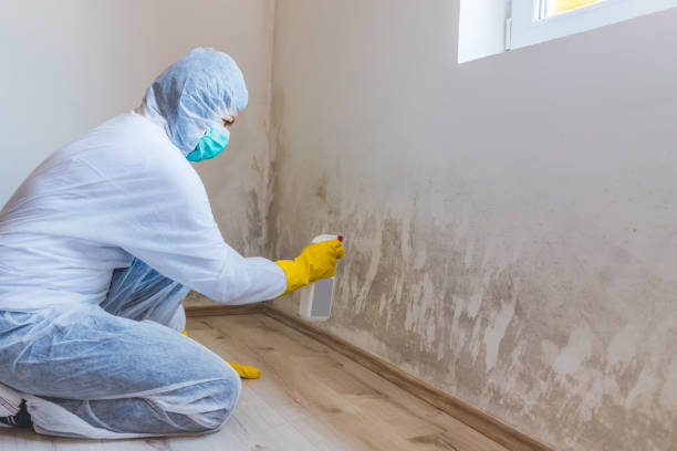 Mold Removal Process in Pine Grove, CA