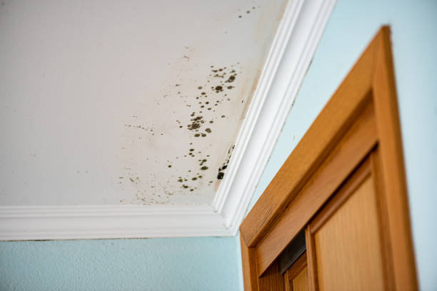 Best Local Mold Removal Service  in Pine Grove, CA