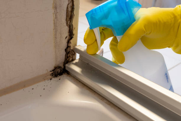 Best Mold Remediation  in Pine Grove, CA
