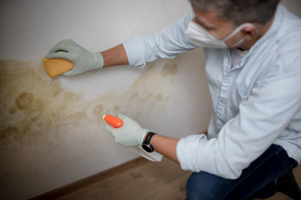 Best Mold Cleaning Services  in Pine Grove, CA