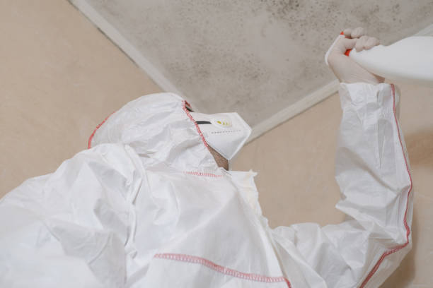 Mold Removal and Inspection in Pine Grove, CA