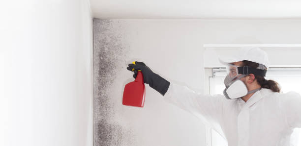 Best Certified Mold Removal  in Pine Grove, CA