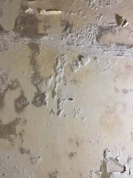 Best Professional Mold Removal  in Pine Grove, CA