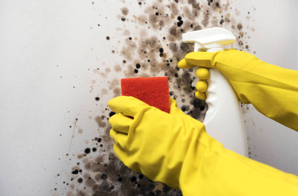 Best Local Mold Removal Service  in Pine Grove, CA