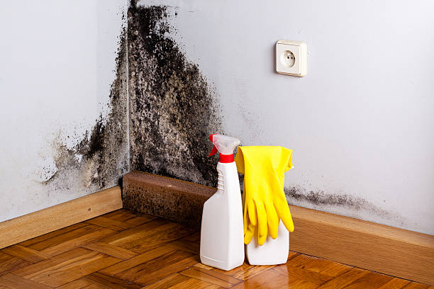 Best Mold Cleaning Services  in Pine Grove, CA