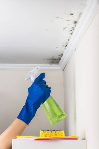 Best Local Mold Removal Service  in Pine Grove, CA