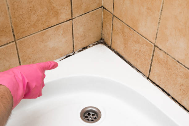 Office Mold Removal Services in Pine Grove, CA