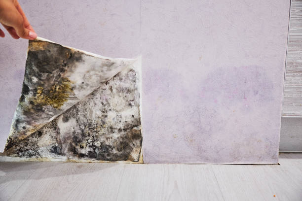 Best Fast Mold Removal  in Pine Grove, CA